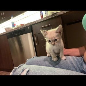 Meet your Posher, Gretchen